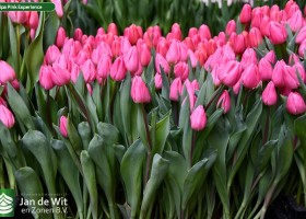 Tulipa Pink Experience ® (1)